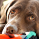 Illustration for article titled Demand for Chocolate Labs Is Making Them Sick and Prone to Early Death
